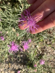 Centaurea stoebe