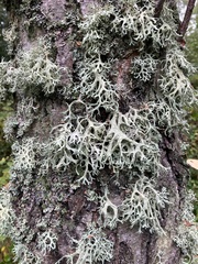 Evernia