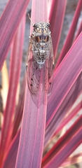 Cicada orni