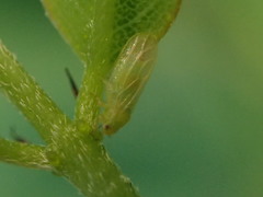 Amorphicola amorphae