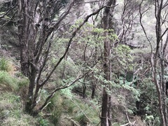 Brachyglottis pentacopa