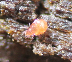 Hypochthoniidae