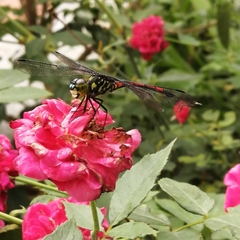 Agrionoptera insignis