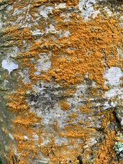 Trentepohlia