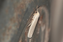 Eilema