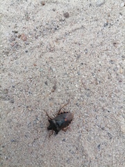 Pentatoma rufipes