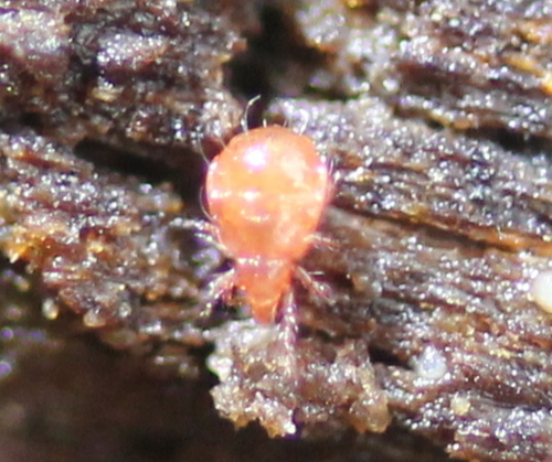 Hypochthoniidae
