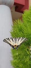 Iphiclides podalirius