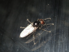 Bibionidae