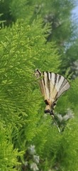 Iphiclides podalirius