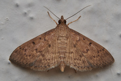 Herpetogramma