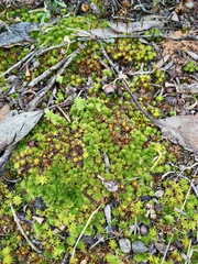 Rosulabryum