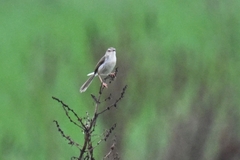Prinia inornata