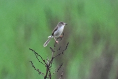 Prinia inornata