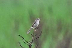 Prinia inornata