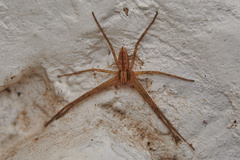 Philodromidae