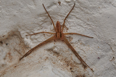 Philodromidae