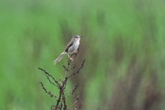 Prinia inornata