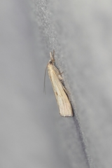 Agriphila inquinatella