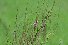 Prinia inornata