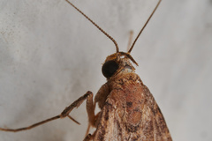 Herminiinae