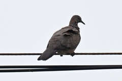 Streptopelia chinensis
