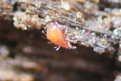Hypochthoniidae