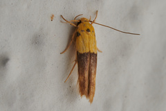 Stathmopoda
