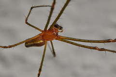 Leucauge tessellata