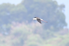 Himantopus himantopus