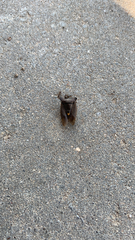 Pentatoma rufipes