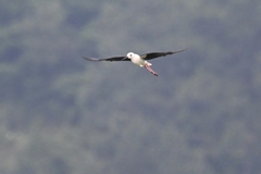 Himantopus himantopus