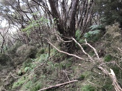 Brachyglottis pentacopa