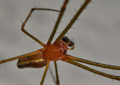 Leucauge tessellata