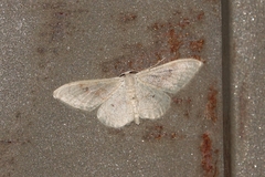 Idaea rubraria