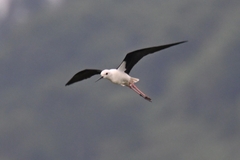 Himantopus himantopus