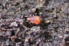 Hypochthoniidae