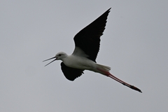 Himantopus himantopus