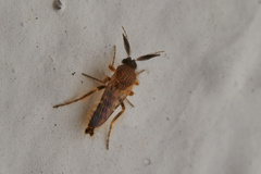 Ceratopogonidae