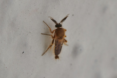 Ceratopogonidae