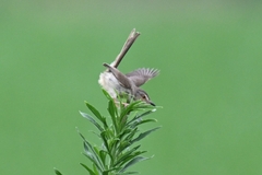 Prinia inornata