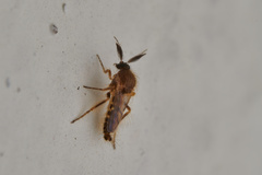Ceratopogonidae