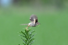 Prinia inornata
