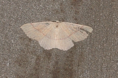 Cyclophora suppunctaria