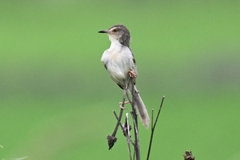 Prinia inornata