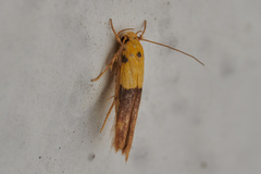 Stathmopoda
