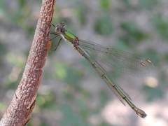 Chalcolestes viridis