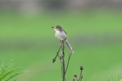 Prinia inornata