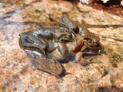 Rana huanrensis