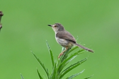 Prinia inornata